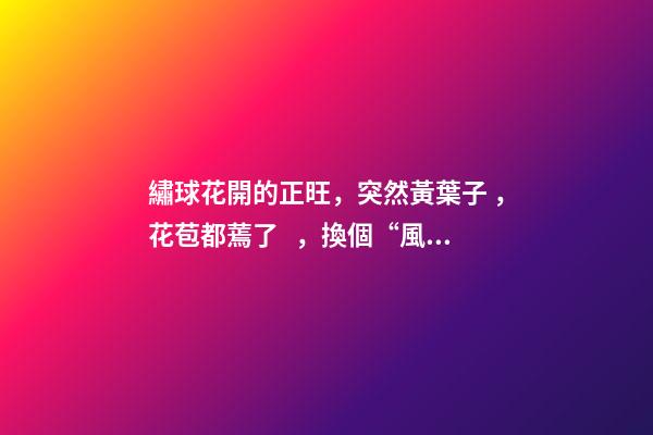 繡球花開的正旺，突然黃葉子，花苞都蔫了，換個“風水寶地”養